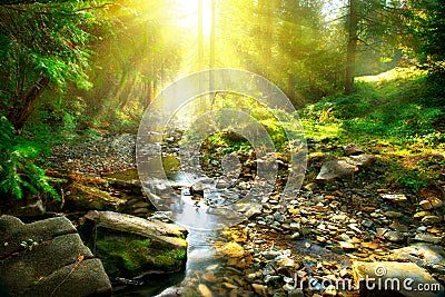 Mountain river in the middle of green forest Stock Photo