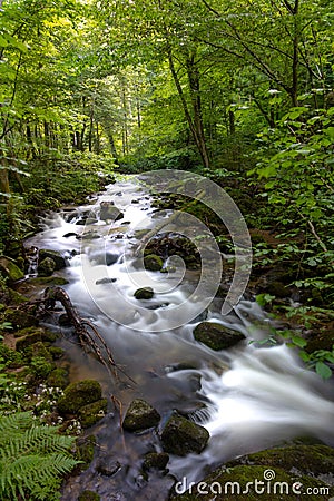 Mountain river - stream flowing through thick green forest, Bistriski Vintgar, Slovenia Stock Photo