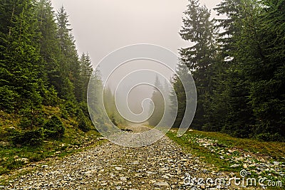 mountain road among pine trees Stock Photo