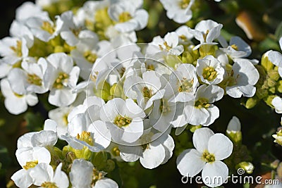 Mountain rock cress Schneehaube Stock Photo