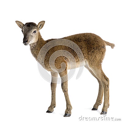 Mountain sheep of the alps Stock Photo