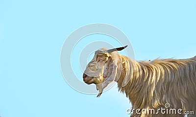 Mountain sheep on a campsite in Himalayas Stock Photo