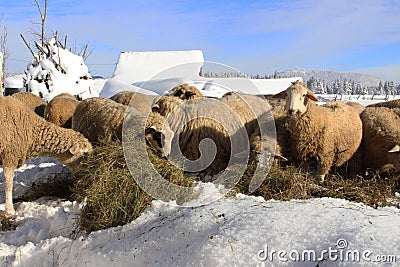 Mountain sheep enjoy in a nutritious hay Stock Photo