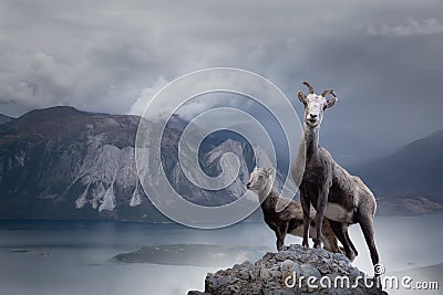 Mountain Sheep on a Rocky Cliff. Mother and her Baby. Stock Photo