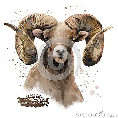 Mountain sheep. Watercolor painting Stock Photo