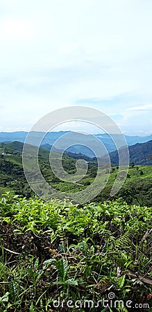 Mountain Silhoette and Tea Plantation View Stock Photo