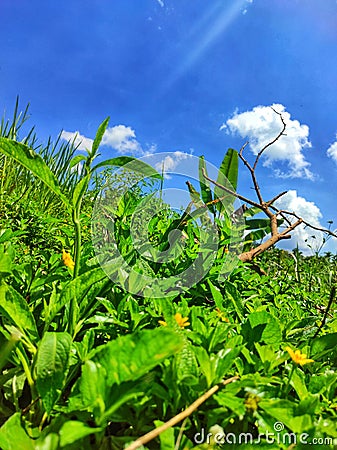 Mountain slope Sungai Aur Stock Photo