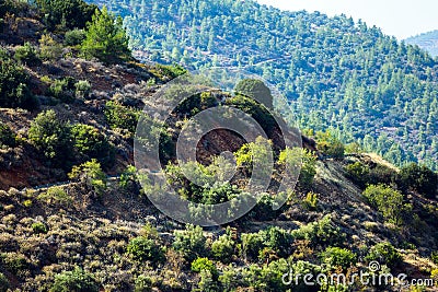 Mountain slopes with trees, terrases and roads in the Troodos re Stock Photo