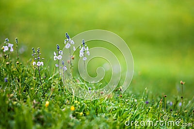 Mountain small flowers with green background. Stock Photo