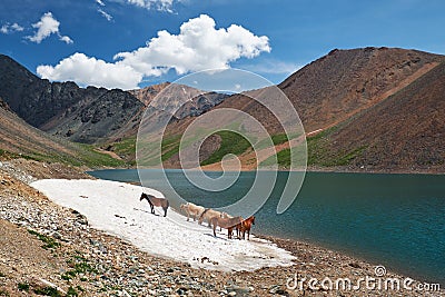 Mountain Spirits Lake in Altai. Herd of horses hides from horseflies on a snowfield Stock Photo