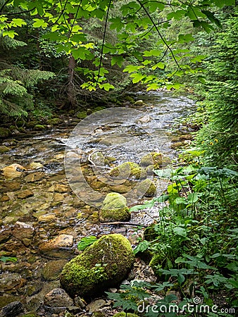 Mountain stream flow in the european forest Stock Photo