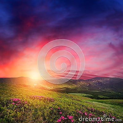 Mountain sunset with rhododendron flowers in grass Stock Photo