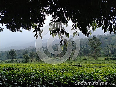 Mountain tea Stock Photo