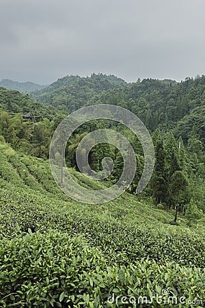 Mountain with tea trees Stock Photo