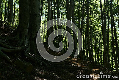 Mountain trail in an old dark beech grove Stock Photo