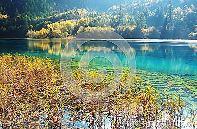 Mountain tree lake and grass in autumn jiuzhaigou Stock Photo