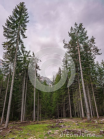 Mountain trees hurl themselves towards the cloudy sky Stock Photo
