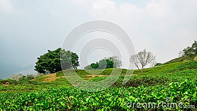 Mountain with tress and grass landscape Stock Photo