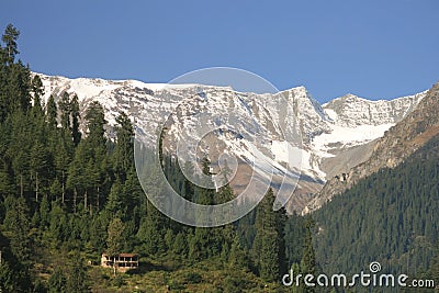 The mountain valley covered pine forest. Kullu Stock Photo