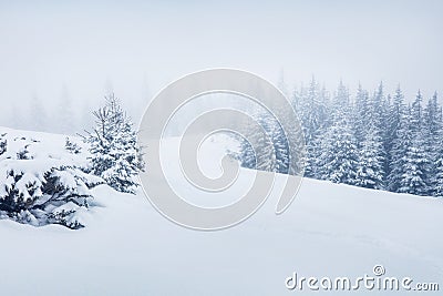 Mountain valley after a huge blizzard. Splendid outdoor scenewith snow covered fir trees, Happy New Year celebration concept. Stock Photo