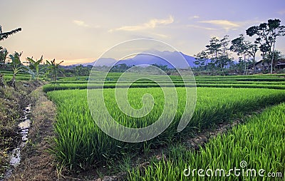 A mountain view on a sunny morning in the rice fields. Stock Photo
