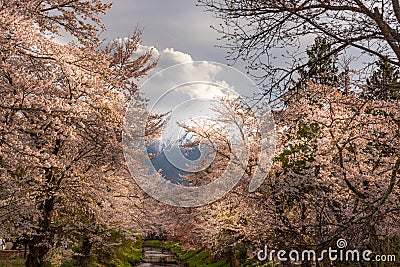 Mountain volcano Fuji in travel destination place Omiya bridge with pink sakura blossom with Fuji san viewpoint at background Stock Photo