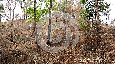 In the mountain burned by fire, there is a small tree that grows green leaves. Stock Photo