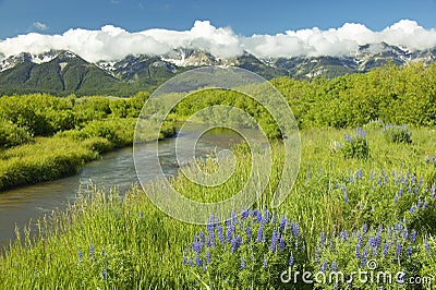 Mountain water runoff with purple lupine and mountains in Centennial Valley, near Lakeview, MT Stock Photo