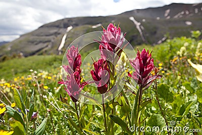 Mountain Wild Flowers Colorado Stock Photo