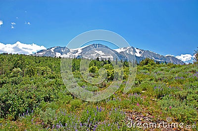 Mountain wildflower meadow Stock Photo