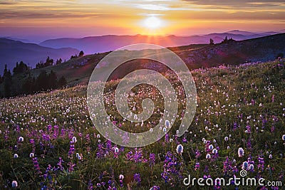 Mountain wildflowers backlit by sunset Stock Photo