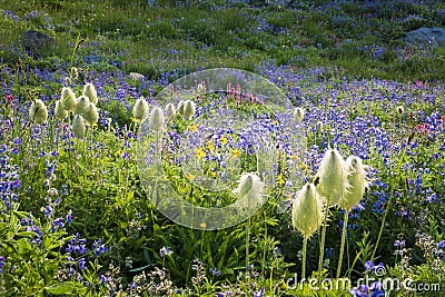 Mountain wildflowers, blue Lupine, Western pasque flower, red pa Stock Photo