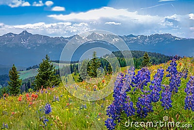 Mountain Wildflowers Stock Photo