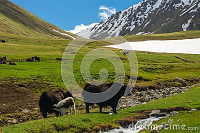 Mountain Yaks graze in a meadow in the mountains Stock Photo