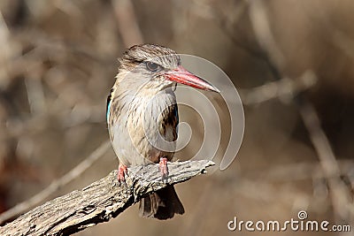 Mountain Zebra National Park, South Africa: Brown-hooded Kingfisher Stock Photo