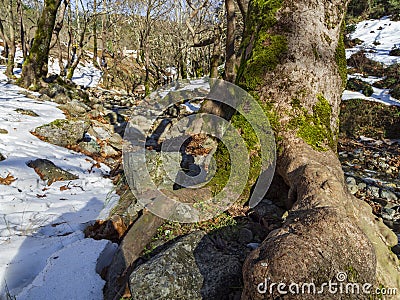 Mountainous rapid river with clear water in the forest in the mountains Dirfis on the island of Evia, Greece Stock Photo