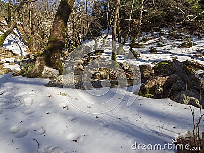 Mountainous rapid river with clear water in the forest in the mountains Dirfis on the island of Evia, Greece Stock Photo