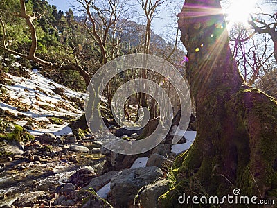 Mountainous rapid river with clear water in the forest in the mountains Dirfis on the island of Evia, Greece Stock Photo