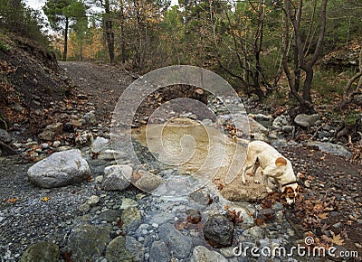 Mountainous rapid river with clear water and dog in the forest in the mountains Dirfys on the island of Evia, Greece Stock Photo