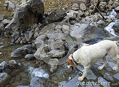 Mountainous rapid river with clear water in the forest in the mountains Dirfys on the island of Evia, Greece Stock Photo