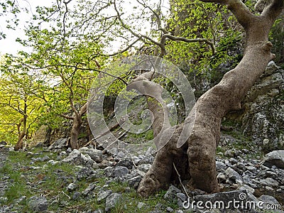 Mountainous rapid river with clear water in the forest in the mountains Dirfys on the island of Evia, Greece Stock Photo