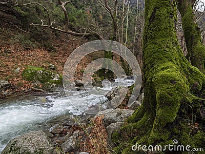 Mountainous rapid river with clear water and a tree overgrown with moss in the forest in the mountains Dirfys on the island of Stock Photo