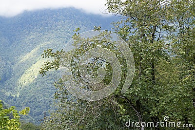 Mountains and forests of Abkhazia Stock Photo