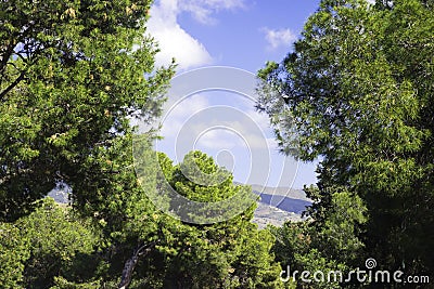 Mountains and blue sky, view from Mount Gibralfaro, Malaga. The sky is framed by branches of coniferous green trees. Stock Photo