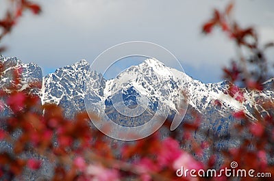 Mountains through Flora Stock Photo