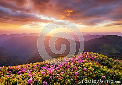 Mountains during flowers blossom and sunrise. Flowers on the mountain hills. Beautiful natural landscape at the summer time Stock Photo