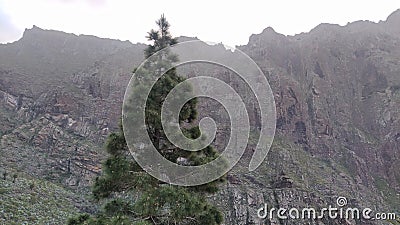 Mountains forest fog in the evening Stock Photo