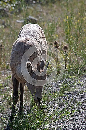 Mountains Goat (oreamnos americanus) also known as the Rocky Mou Stock Photo
