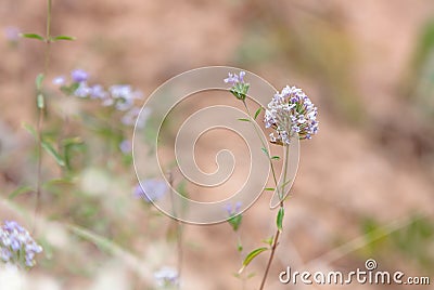 Mountains healing flowers of thyme on natural background Stock Photo