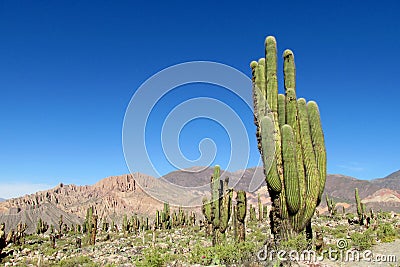 Mountains with huge cactus growing Stock Photo